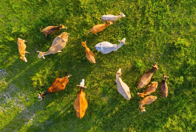 chattanooga county top livestock